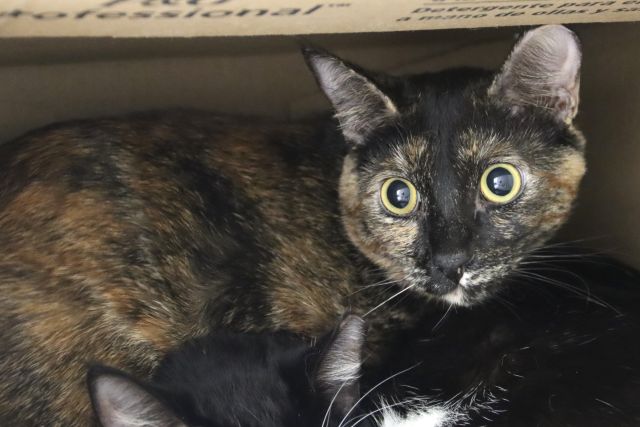 Shelter Stray Female Cat last seen , 4000 N Silverbell Rd, Tucson, AZ 85745, USA