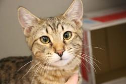 Shelter Stray Female Cat last seen , 4000 N Silverbell Rd, Tucson, AZ 85745, USA