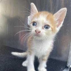 Shelter Stray Male Cat last seen Near BLOCK E RECTOR, 4710 TX-151, San Antonio, TX 78227, USA