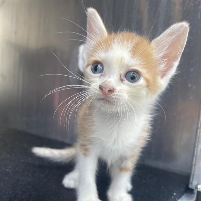 Shelter Stray Male Cat last seen Near BLOCK E RECTOR, 4710 TX-151, San Antonio, TX 78227, USA