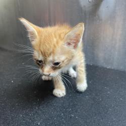Shelter Stray Female Cat last seen Near BLOCK E RECTOR, 4710 TX-151, San Antonio, TX 78227, USA