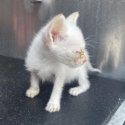 Shelter Stray Female Cat last seen Near BLOCK E RECTOR, 4710 TX-151, San Antonio, TX 78227, USA