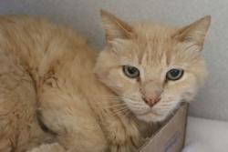 Shelter Stray Male Cat last seen , 4000 N Silverbell Rd, Tucson, AZ 85745, USA
