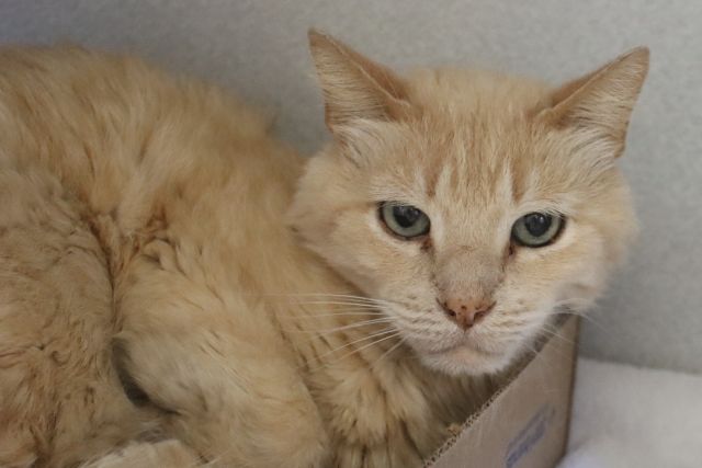 Shelter Stray Male Cat last seen , 4000 N Silverbell Rd, Tucson, AZ 85745, USA