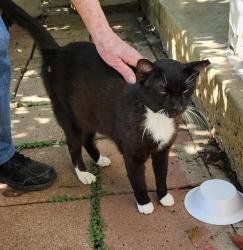 Shelter Stray Male Cat last seen Near BLOCK LINN RD, 4710 TX-151, San Antonio, TX 78227, USA