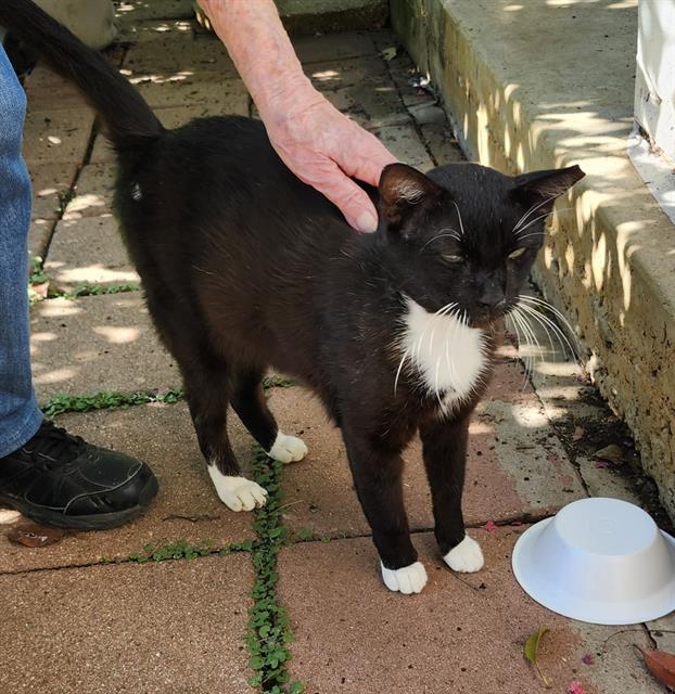 Shelter Stray Male Cat last seen Near BLOCK LINN RD, 4710 TX-151, San Antonio, TX 78227, USA