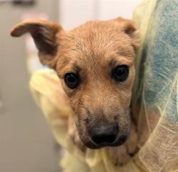 Shelter Stray Male Dog last seen , 4000 N Silverbell Rd, Tucson, AZ 85745, USA
