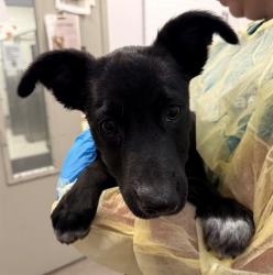 Shelter Stray Male Dog last seen , 4000 N Silverbell Rd, Tucson, AZ 85745, USA