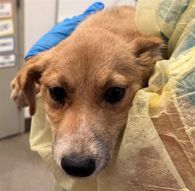 Shelter Stray Female Dog last seen , 4000 N Silverbell Rd, Tucson, AZ 85745, USA