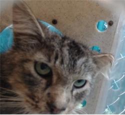 Shelter Stray Male Cat last seen , 11258 Garfield Ave, Downey, CA 90242, USA