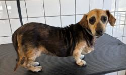 Shelter Stray Female Dog last seen , 11258 Garfield Ave, Downey, CA 90242, USA