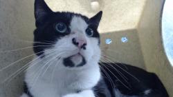 Shelter Stray Male Cat last seen , 11258 Garfield Ave, Downey, CA 90242, USA