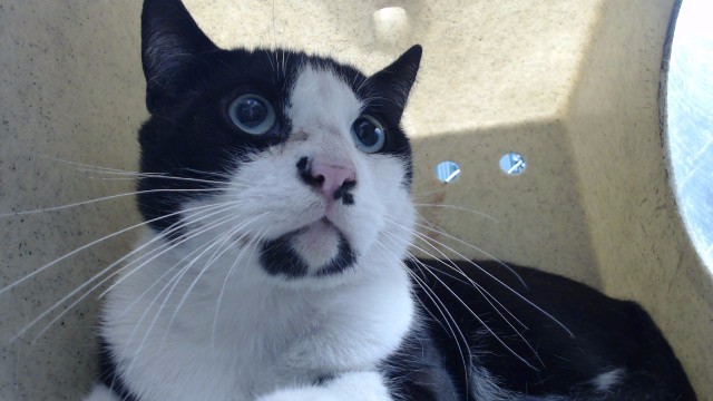 Shelter Stray Male Cat last seen , 11258 Garfield Ave, Downey, CA 90242, USA