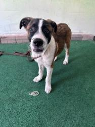 Shelter Stray Male Dog last seen , 4275 Elton St, Baldwin Park, CA 91706, USA