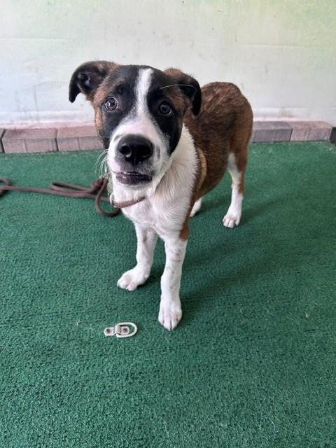Shelter Stray Male Dog last seen , 4275 Elton St, Baldwin Park, CA 91706, USA