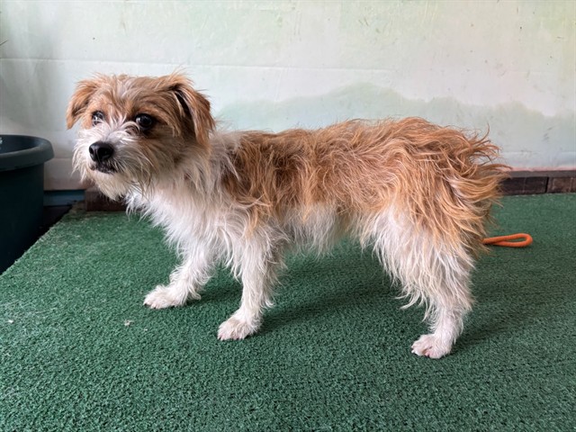 Shelter Stray Female Dog last seen , 4275 Elton St, Baldwin Park, CA 91706, USA
