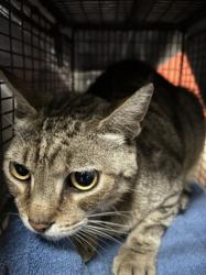 Shelter Stray Male Cat last seen , 14409 Vanowen St, Van Nuys, CA 91405, USA