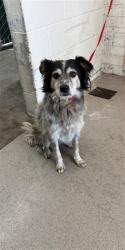 Shelter Stray Male Dog last seen , 333 Chandler Pl, San Bernardino, CA 92408, USA