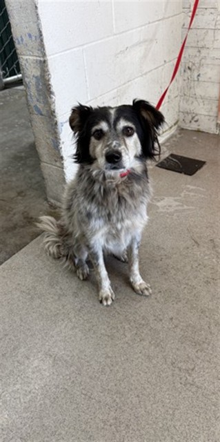 Shelter Stray Male Dog last seen , 333 Chandler Pl, San Bernardino, CA 92408, USA