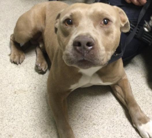 Shelter Stray Male Dog last seen Near BLOCK ST GEORGE PL, RIVERSIDE, CA, 6851 Van Buren Boulevard, Jurupa Valley, CA 92509, USA