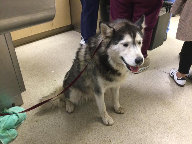 Shelter Stray Female Dog last seen Near BLOCK KOEPFER RD, PERRIS, CA, 6851 Van Buren Boulevard, Jurupa Valley, CA 92509, USA