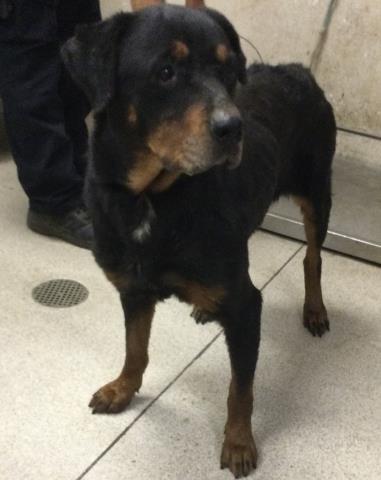 Shelter Stray Male Dog last seen Near BLOCK 34TH ST, JURUPA VALLEY, CA, 6851 Van Buren Boulevard, Jurupa Valley, CA 92509, USA