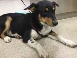 Shelter Stray Female Dog last seen Near BLOCK KOEPFER RD, PERRIS, CA, 6851 Van Buren Boulevard, Jurupa Valley, CA 92509, USA