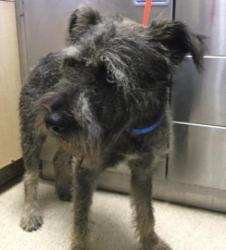 Shelter Stray Male Dog last seen TOLOUSE AVE /W LA CADENA DR RIVERSIDE CA, 6851 Van Buren Boulevard, Jurupa Valley, CA 92509, USA