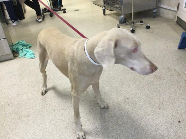 Shelter Stray Female Dog last seen Near BLOCK HICKORY TREE LN, RIVERSIDE CA 92504, 6851 Van Buren Boulevard, Jurupa Valley, CA 92509, USA
