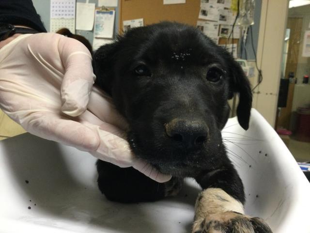 Shelter Stray Female Dog last seen Near BLOCK JEAN ST, PERRIS, CA, 6851 Van Buren Boulevard, Jurupa Valley, CA 92509, USA