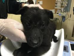 Shelter Stray Female Dog last seen Near BLOCK JEAN ST, PERRIS, CA, 6851 Van Buren Boulevard, Jurupa Valley, CA 92509, USA