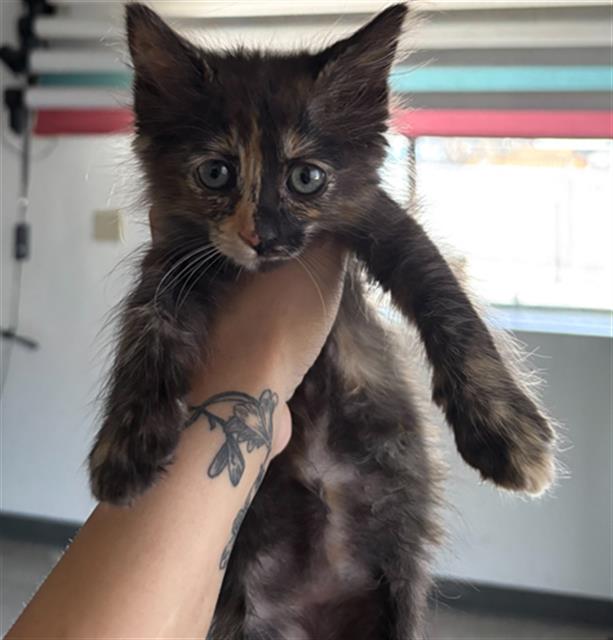 Shelter Stray Female Cat last seen Near BLOCK LAMBERSON AVE, LOST HILLS CA 93249, 3951 Fruitvale Ave, Bakersfield, CA 93308, USA