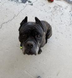 Shelter Stray Male Dog last seen Near BLOCK MAGNOLIA AVE, BAKERSFIELD CA 93305, 3951 Fruitvale Ave, Bakersfield, CA 93308, USA