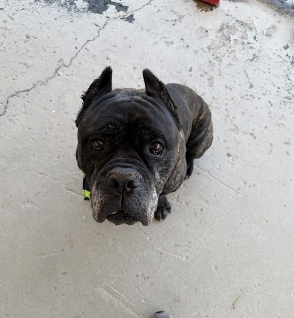 Shelter Stray Male Dog last seen Near BLOCK MAGNOLIA AVE, BAKERSFIELD CA 93305, 3951 Fruitvale Ave, Bakersfield, CA 93308, USA