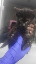 Shelter Stray Female Cat last seen Near BLOCK SARATOGA ST, DETROIT, MI 48205, 7401 Chrysler Dr, Detroit, MI 48211, USA