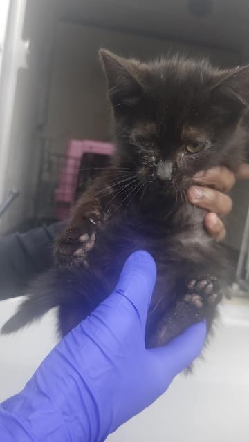 Shelter Stray Female Cat last seen Near BLOCK SARATOGA ST, DETROIT, MI 48205, 7401 Chrysler Dr, Detroit, MI 48211, USA