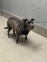 Shelter Stray Male Dog last seen 800BLK UPLAND BLVD, 655 N Mojave Rd, Las Vegas, NV 89101, USA