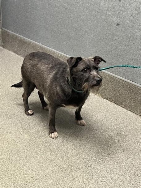 Shelter Stray Male Dog last seen 800BLK UPLAND BLVD, 655 N Mojave Rd, Las Vegas, NV 89101, USA