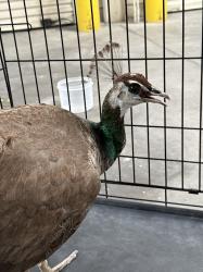 Shelter Stray Female Bird last seen N LAMB BLVD & E CAREY AVE, 655 N Mojave Rd, Las Vegas, NV 89101, USA