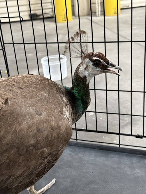 Shelter Stray Female Bird last seen N LAMB BLVD & E CAREY AVE, 655 N Mojave Rd, Las Vegas, NV 89101, USA