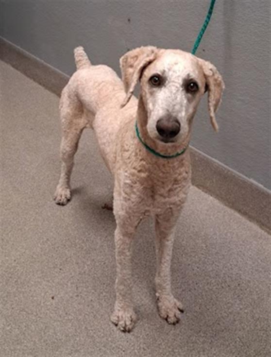 Shelter Stray Male Dog last seen CACTUS AND JONES, 655 N Mojave Rd, Las Vegas, NV 89101, USA