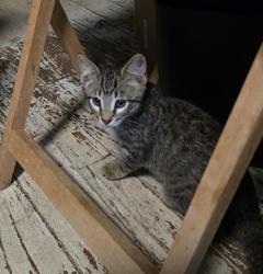 Shelter Stray Male Cat last seen MACARTHUR ST & DOOLITTLE ST, 2127 Front St, Sacramento, CA 95818, USA
