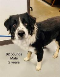 Shelter Stray Male Dog last seen Near BLK WHITE LN, BAKERSIELD, CA, 201 S Mt Vernon Ave, Bakersfield, CA 93307, USA