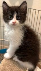 Shelter Stray Male Cat last seen STOCKTON BLVD & BROADWAY, 2127 Front St, Sacramento, CA 95818, USA