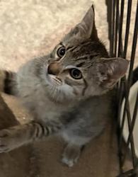 Shelter Stray Male Cat last seen STOCKTON BLVD & BROADWAY, 2127 Front St, Sacramento, CA 95818, USA