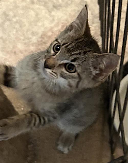 Shelter Stray Male Cat last seen STOCKTON BLVD & BROADWAY, 2127 Front St, Sacramento, CA 95818, USA