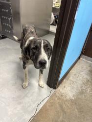 Shelter Stray Male Dog last seen BEAR MTN BLVD/OLD RIVER RD, BAKERSFIELD, CA, 201 S Mt Vernon Ave, Bakersfield, CA 93307, USA