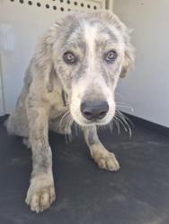 Shelter Stray Male Dog last seen Near BLK MORIN CT,BAKERSFIELD CA, 201 S Mt Vernon Ave, Bakersfield, CA 93307, USA