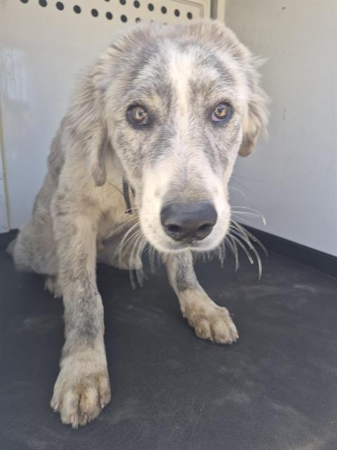 Shelter Stray Male Dog last seen Near BLK MORIN CT,BAKERSFIELD CA, 201 S Mt Vernon Ave, Bakersfield, CA 93307, USA