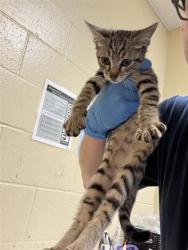 Shelter Stray Male Cat last seen FREMONT WAY & MUIR WAY, 2127 Front St, Sacramento, CA 95818, USA
